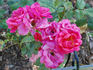 Martine Hémeray rose photo