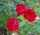 Guinguette rose photo