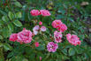 Feu Follet rose photo