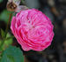 Baby Rose rose photo