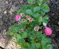 Baby Rose rose photo