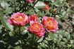 Oxbow ™ rose photo