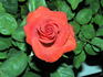 Cajun Spice rose photo