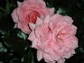 Steffi Graf rose photo
