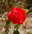 Barricade rose photo