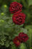 Red Pinocchio rose photo