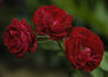 Red Pinocchio rose photo