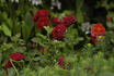 Red Pinocchio rose photo