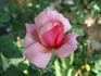 Kolkhoznitsa rose photo