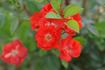 Orange Miss Edith Cavell rose photo
