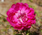 Joséphine Beauharnais rose photo