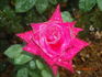 Swarthmore rose photo