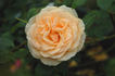 Jocelyne Salavert ® rose photo