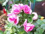 Sonderskov rose photo