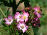 KORalbeid rose photo