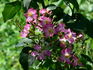 KORalbeid rose photo