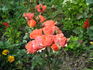 Allegro Symphonie ® rose photo