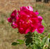 Assiniboine rose photo