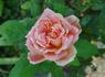 Hawaiian Sunset rose photo