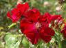 Hambourg rose photo