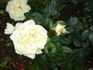 Countess of Wessex rose photo