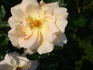 Gardeners' Joy rose photo