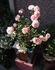 Baby Grand rose photo