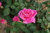 Aveu rose photo