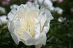 Lotus Queen peony photo