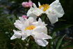 Dawn Pink peony photo