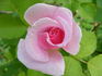 Wanderin' Wind rose photo