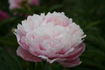 Madelon peony photo