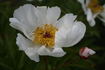 Evita peony photo