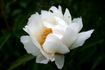 Evita peony photo