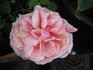 Madame Creux rose photo