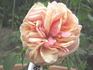 Madame Creux rose photo