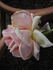 Madame Creux rose photo