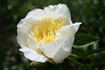 Anne-Christine peony photo