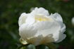 Anne-Christine peony photo