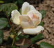 Comtesse de Cassagne rose photo