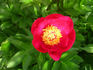 Fairy Princess peony photo