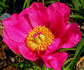 Chameleon peony photo