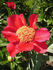 Burma Ruby peony photo
