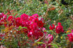 Carla Fineschi ® rose photo