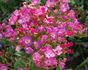 Professeur Christian Cabrol ® rose photo