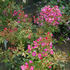 Professeur Christian Cabrol ® rose photo