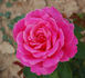 Aveu rose photo