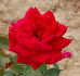 Fulgurante rose photo