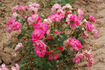 Cyclamen La Sevillana rose photo