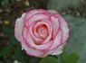 Attracta rose photo